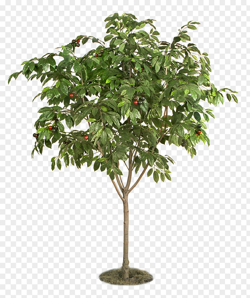 Tree Weeping Fig Plants Architecture Maple PNG