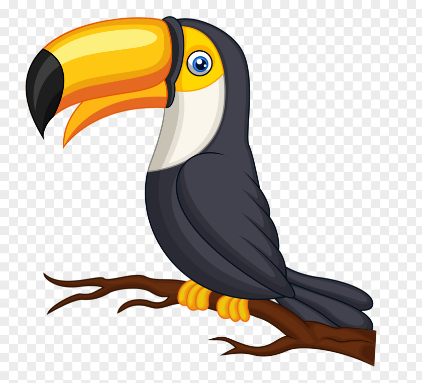 Bird Parrot Toco Toucan Clip Art PNG