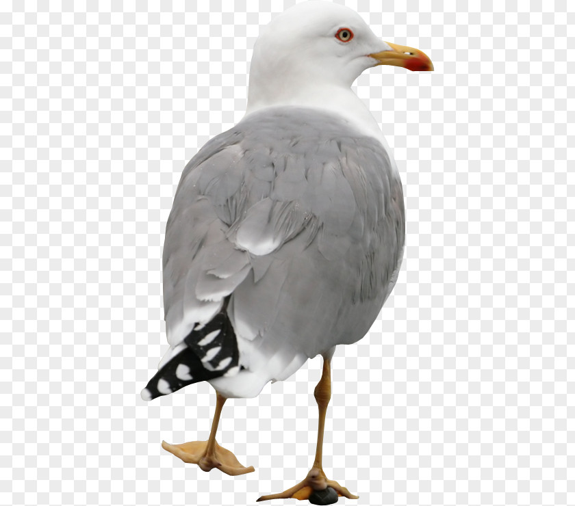 Cute Seagull European Herring Gull Gulls Great Black-backed Bird PNG