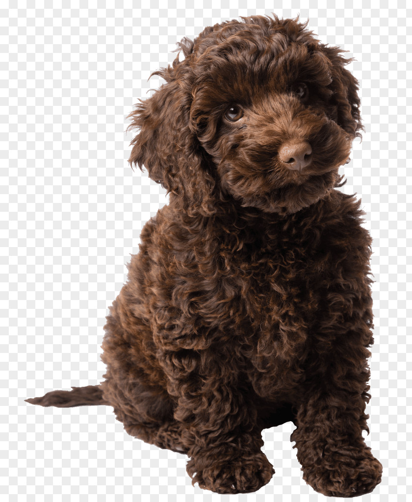 Labradoodle Molly's Story: A Dog's Purpose Novel Journey Poodle PNG