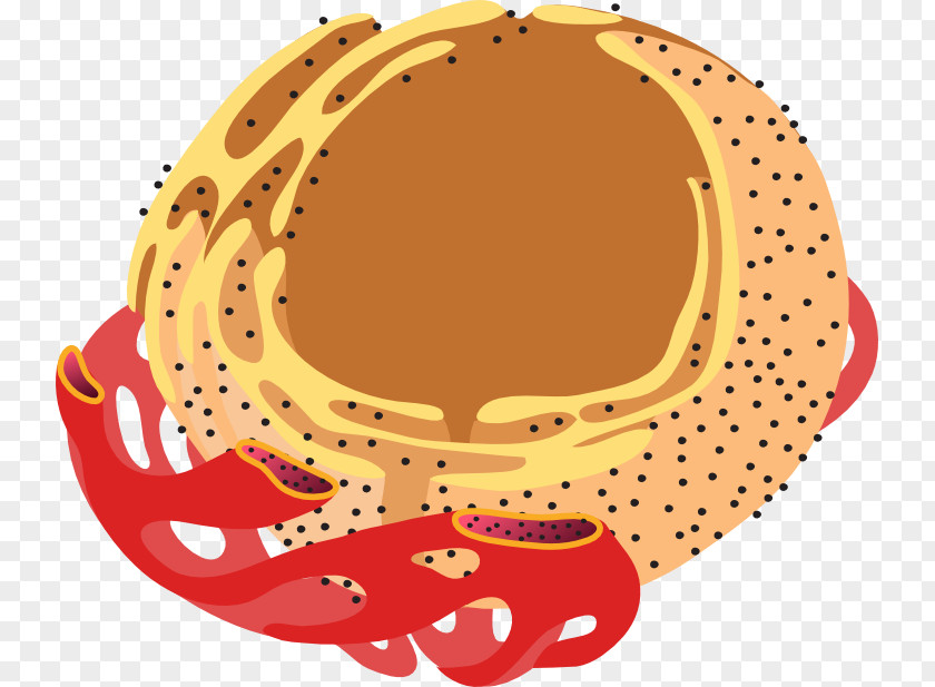 Slide Presentation Endoplasmic Reticulum Cell Endomembrane System Golgi Apparatus Eukaryote PNG