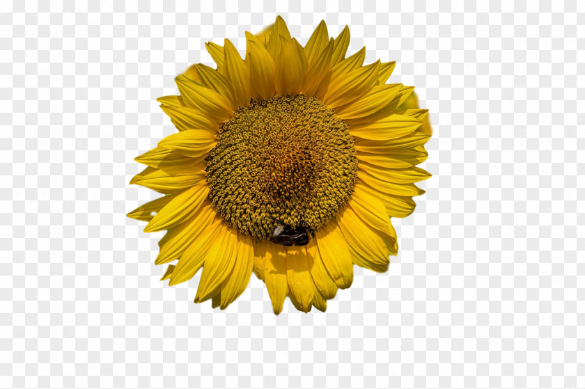 Sunflower Seed Daisy Family Flower Petal Sunflowers PNG