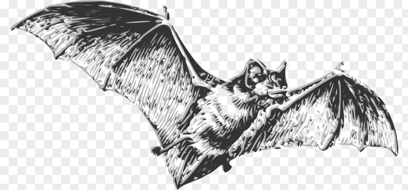 Bat Drawing Line Art PNG