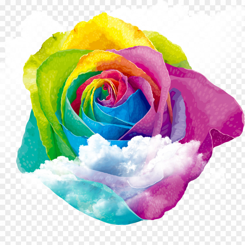 Colorful Roses On The Clouds Rainbow Rose Centifolia Garden PNG