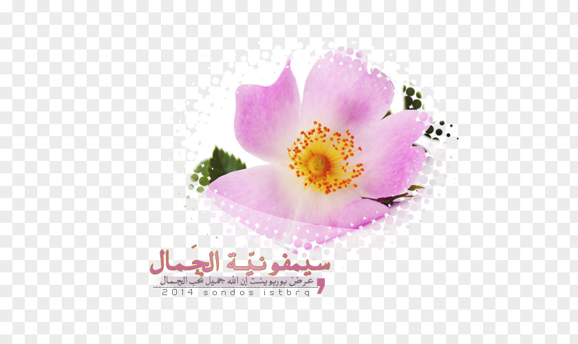 Islamic Post Floral Formula Flower Class Petal PNG