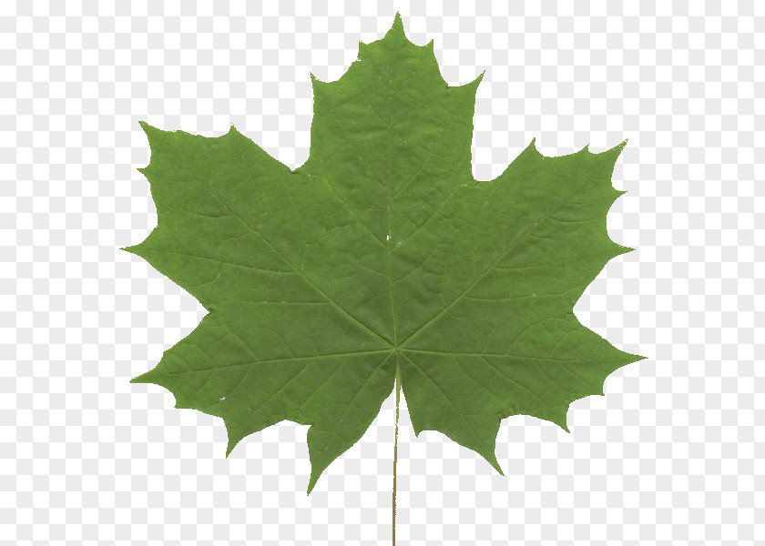 Leaf Maple Green Grape Leaves Symmetry PNG