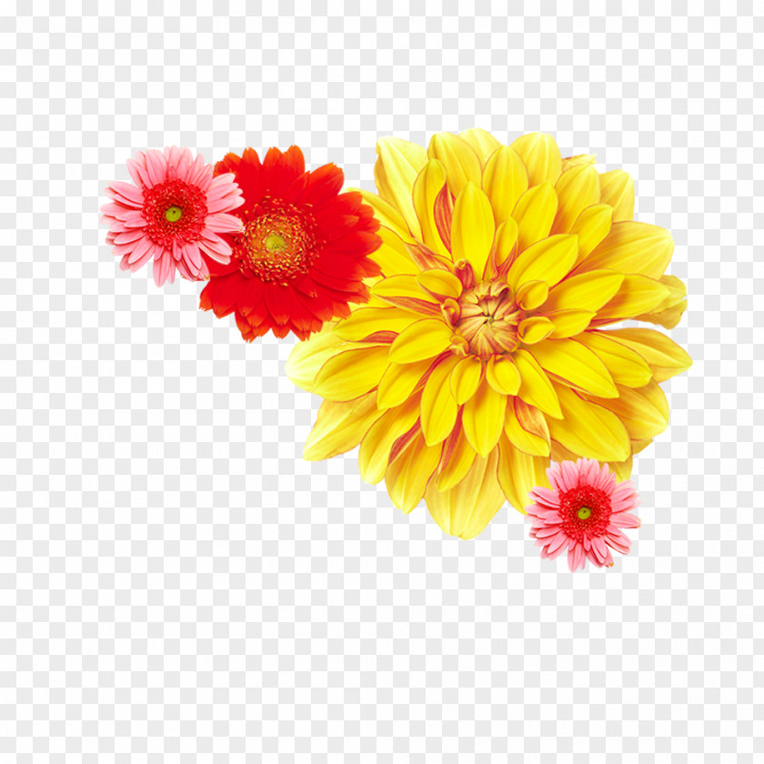 Peony Chrysanthemum ×grandiflorum Yellow Flower Dendranthema Lavandulifolium PNG
