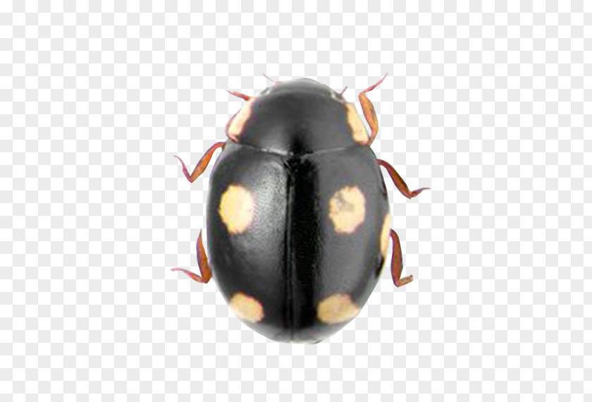 Polka Dot Ladybug Dung Beetle Hyperaspis Mckenziei Coccinella PNG