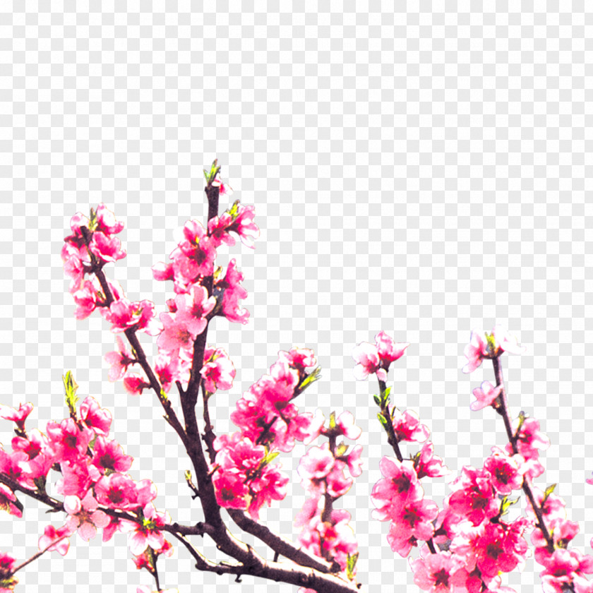 Peach Branches Floral Design Blossom PNG