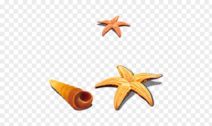 Starfish Conch Combination Seashell Sea Snail PNG