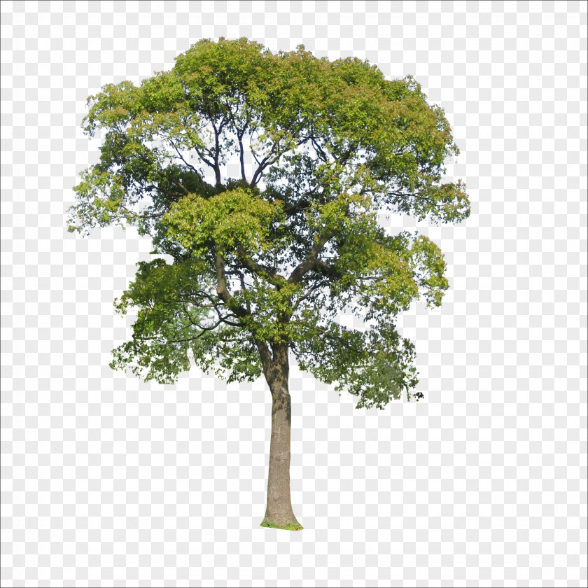 Trees Tree Icon PNG