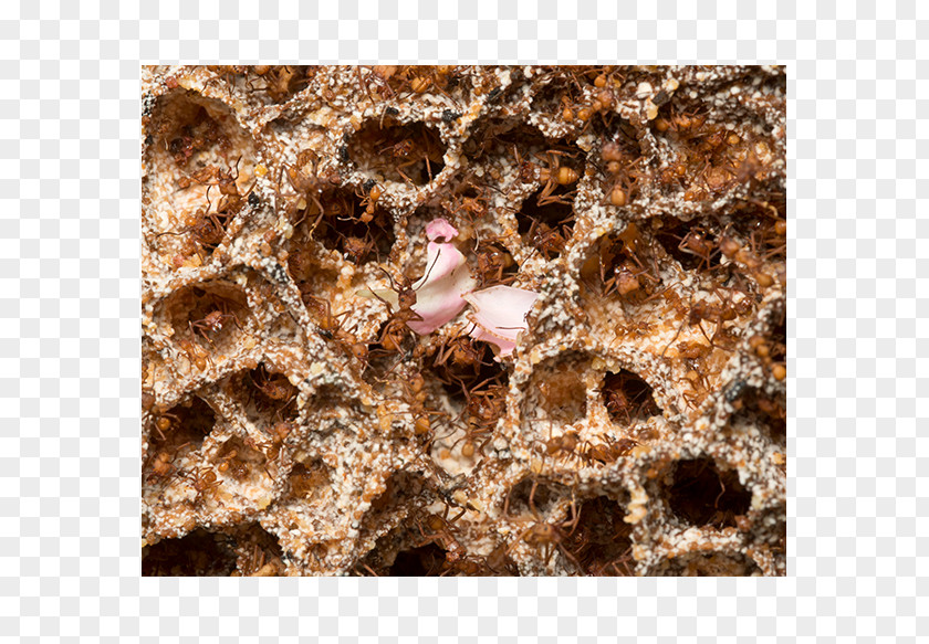 Ant Nest Colony Insect Lab Website PNG