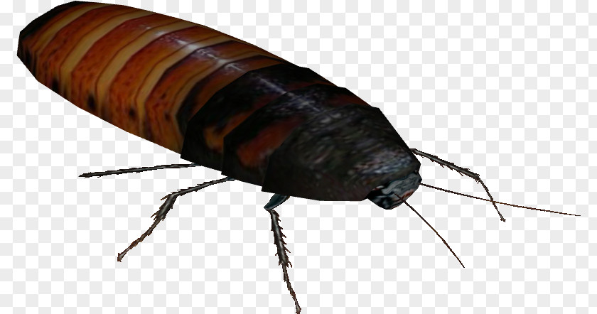 Blister Beetles Oriental Cockroach Creative Background PNG