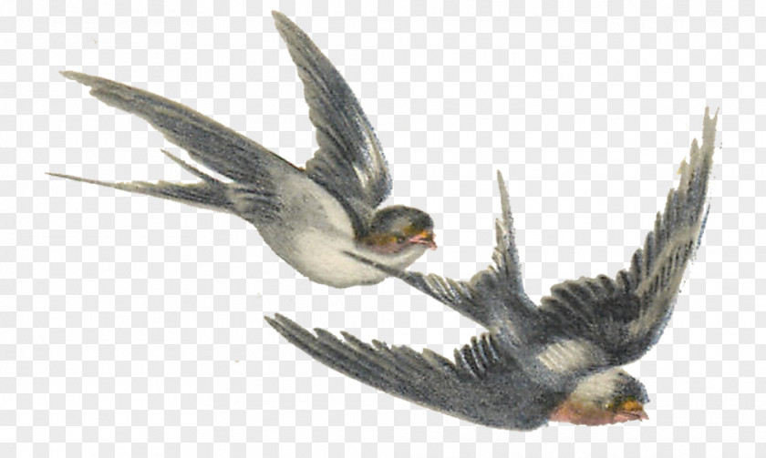 Illustrations Bird Swallow PNG