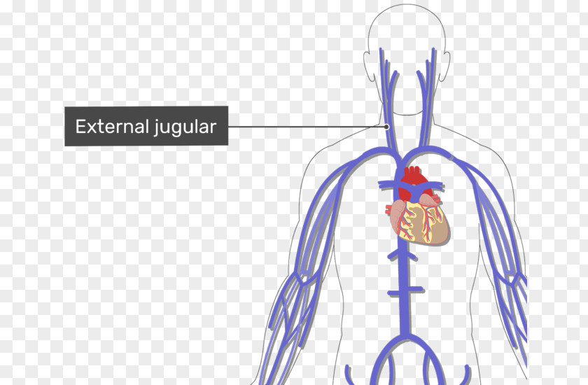 Neck Bloodstain Common Iliac Vein Human Body Median Cubital External Jugular PNG