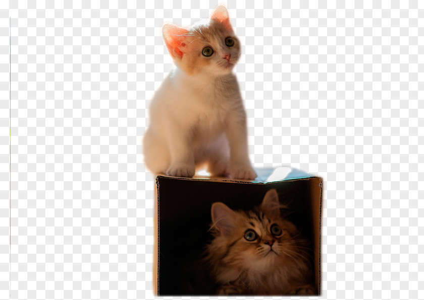 Staring Cat Kitten Wallpaper PNG