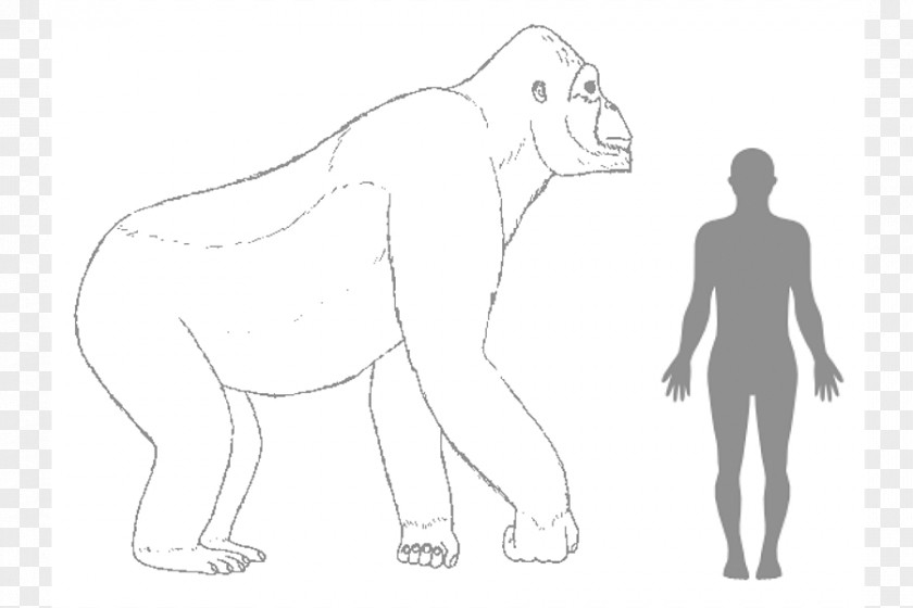 Gorilla Gigantopithecus Ape King Kong Human Body PNG