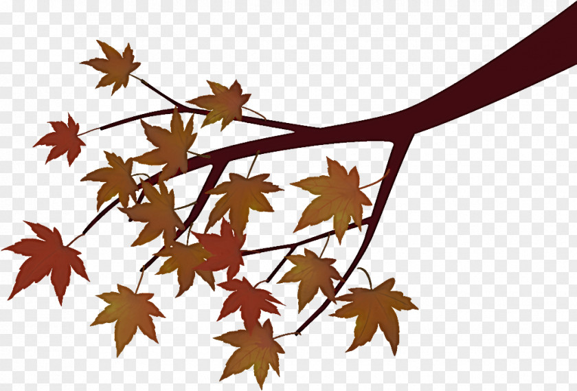 Maple Tree Branch Autumn PNG