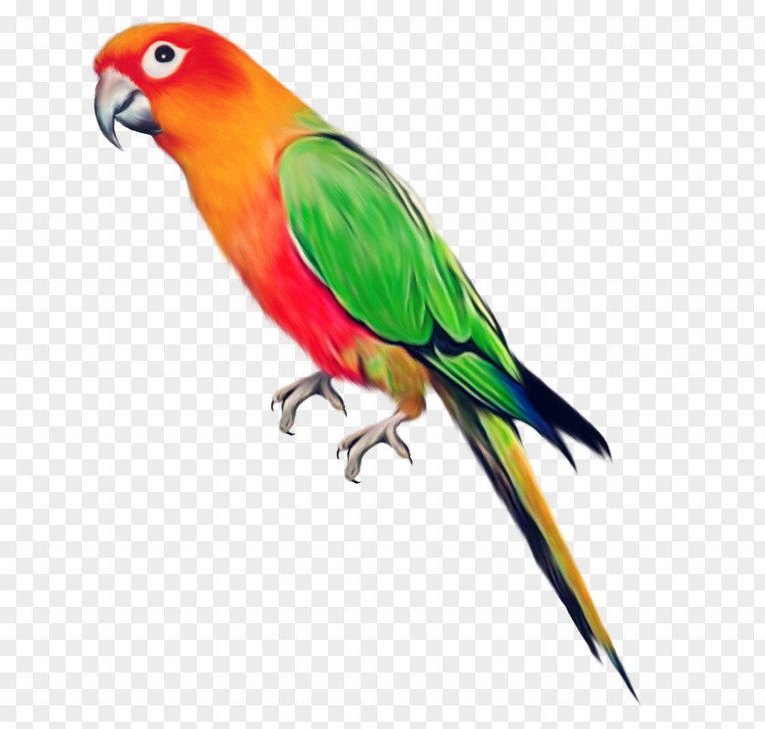 Parrot Pictures Bird Clip Art PNG