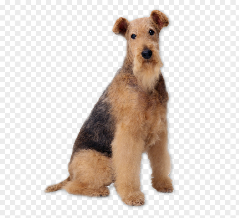 Puppy Airedale Terrier Bedlington Samoyed Dog Akita Welsh PNG