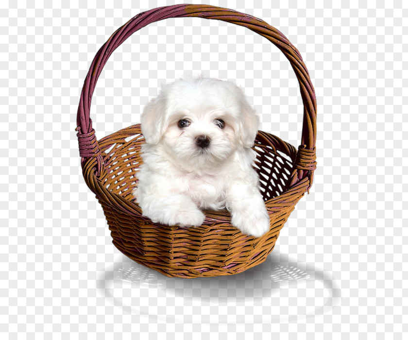 Puppy Maltese Dog Havanese Shih Tzu Lhasa Apso PNG