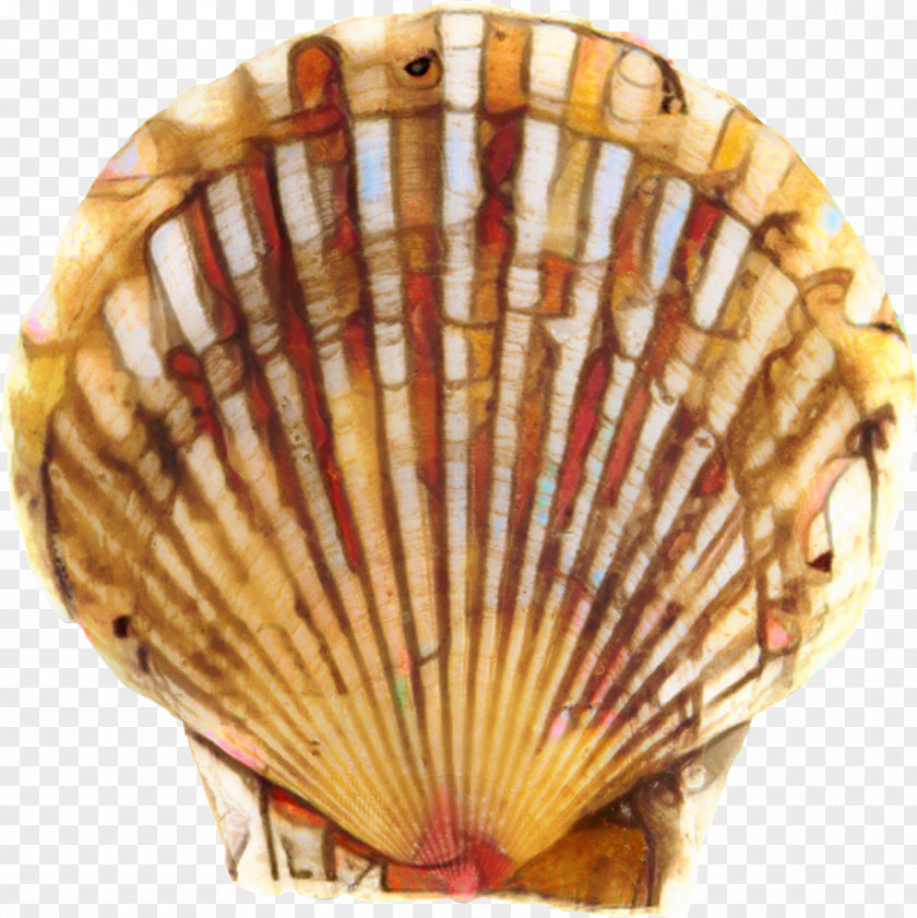 Shellfish Clam Cockle Scallop PNG