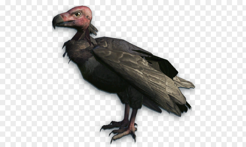 Bird Red-headed Vulture Turkey Bald Eagle PNG
