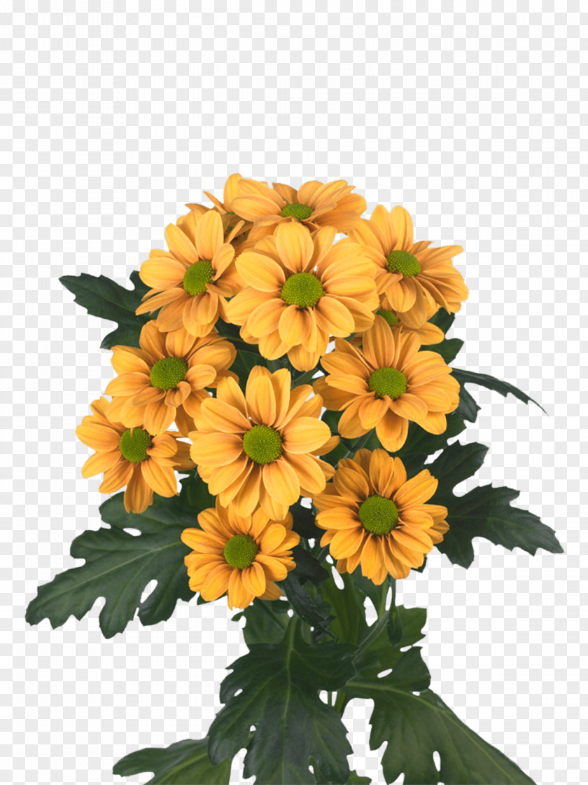Chrysanthemum Flowers Floral Design Cut Argyranthemum Frutescens Transvaal Daisy PNG