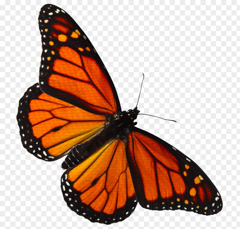 Monarch Clipart Butterfly Pieridae Lycaenidae PNG