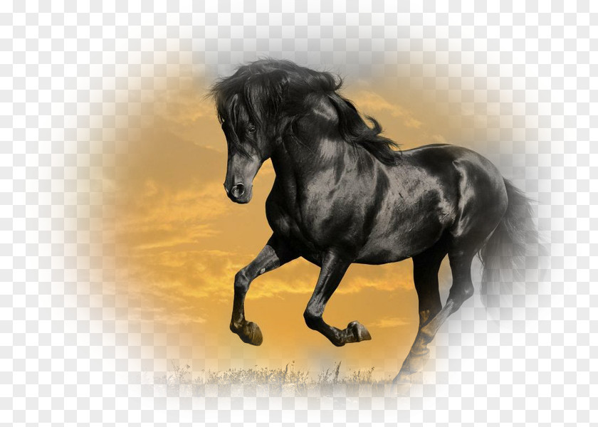 Mustang Stallion Arabian Horse Gallop Friesian PNG