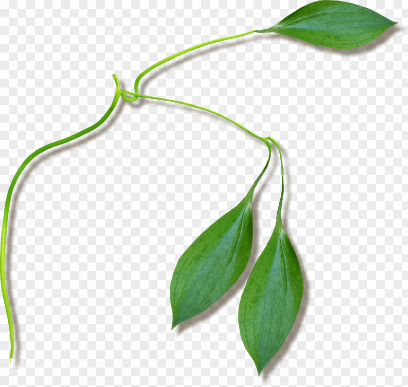 Plant Stem Twig Leaf Flower Plants PNG