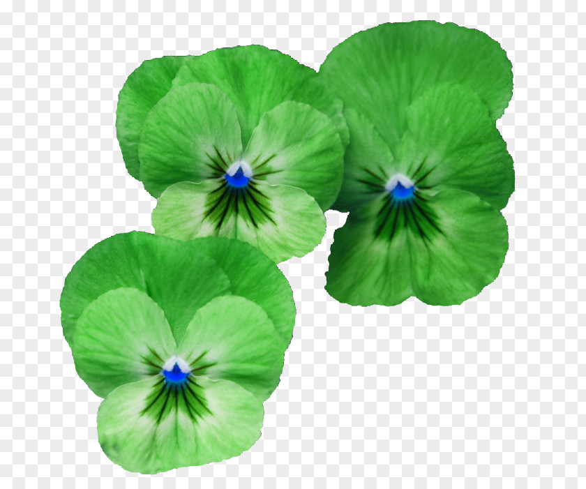Green Flowers Flower PNG