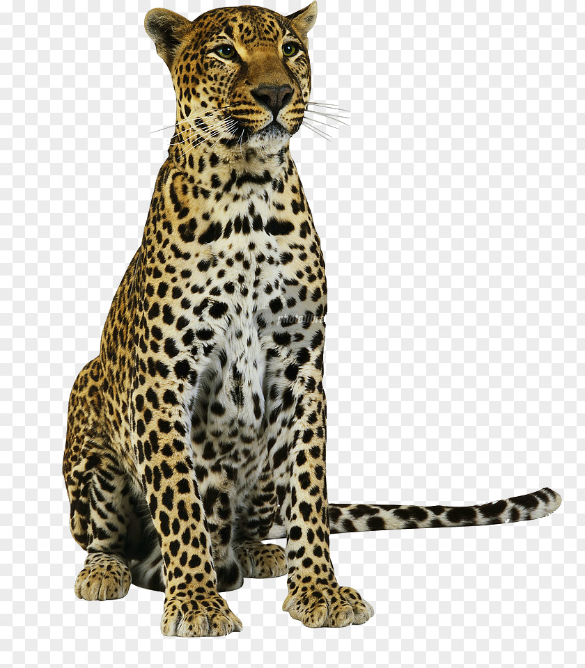 Leopard Jaguar Amur Cheetah Lion PNG