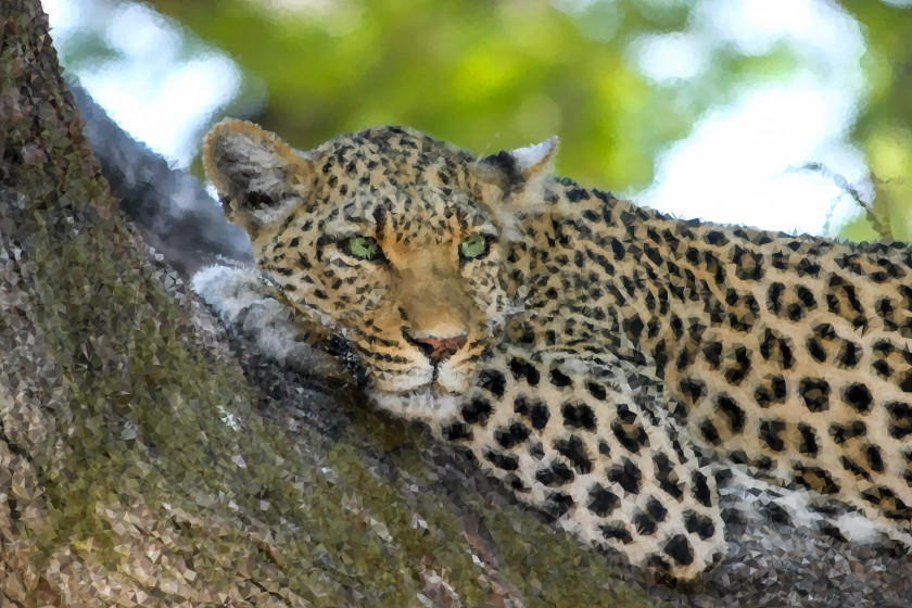 Leopard Snow Jaguar Wildcat Desktop Wallpaper PNG