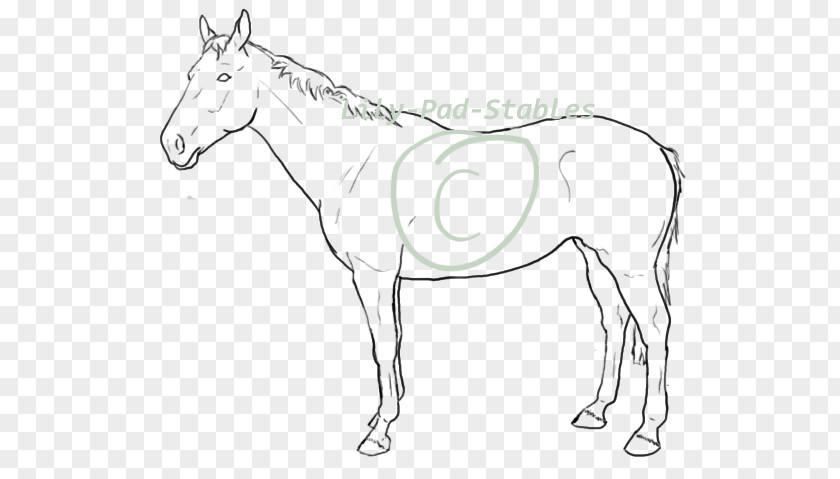 Lily Pad Mule Foal Mustang Colt Rein PNG