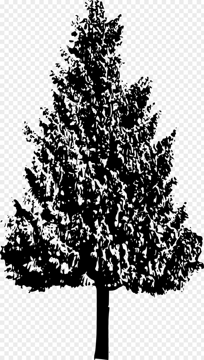 2.14 Tree Branch Silhouette Woody Plant Oak PNG