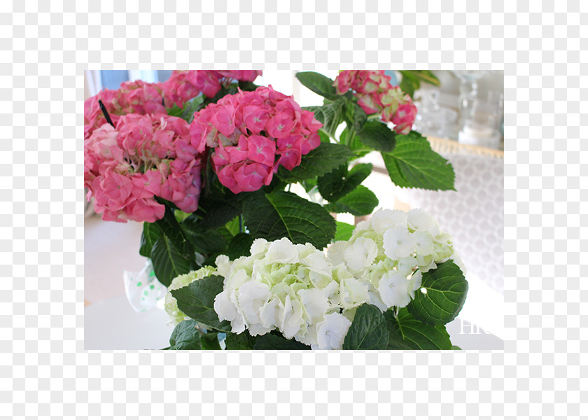 Hydrangea Cut Flowers Floristry Floral Design PNG