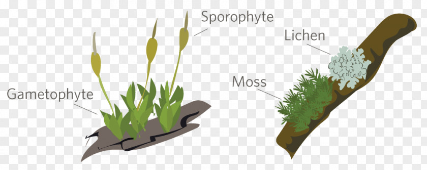 Moss Gametophyte Bryophyte Sporophyte Plants PNG