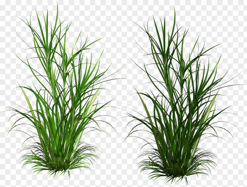Scutch Grass Weed Ornamental PNG