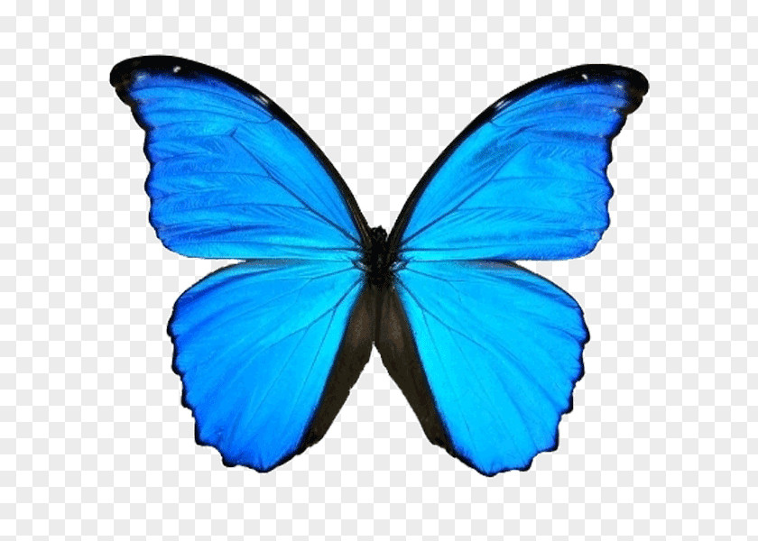 Butterfly Menelaus Blue Morpho Didius Clip Art PNG