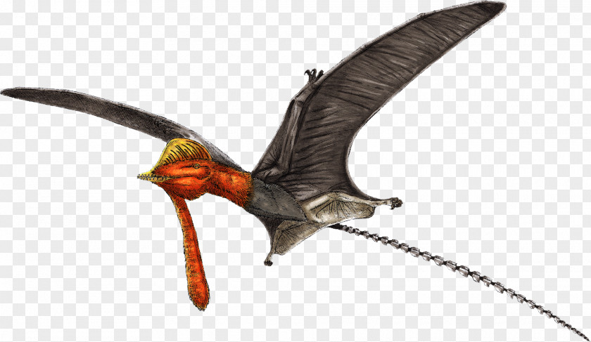 Dinosaur Nyctosaurus Pterorhynchus Pterodactyloidea Rhamphorhynchidae PNG