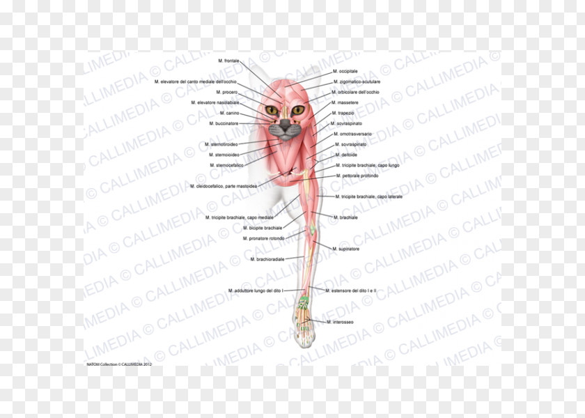 Ear /m/02csf Drawing Mouth PNG