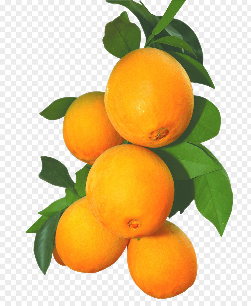 Fresh Orange Juice Clementine Fruit PNG