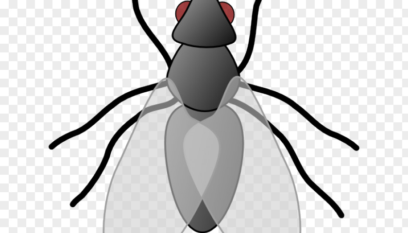 Insect Clip Art Vector Graphics Fly Mosquito PNG
