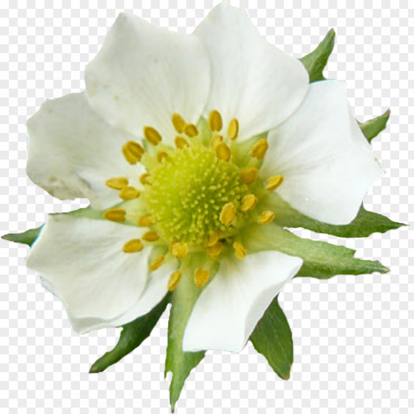 White Flower Royalty-free Clip Art PNG