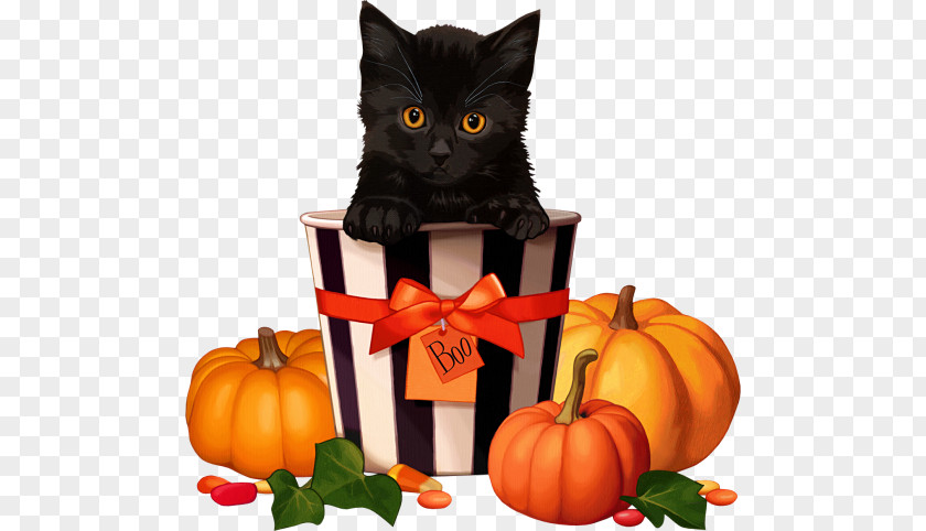Black Cat Halloween Pumpkin PNG cat halloween pumpkin clipart PNG