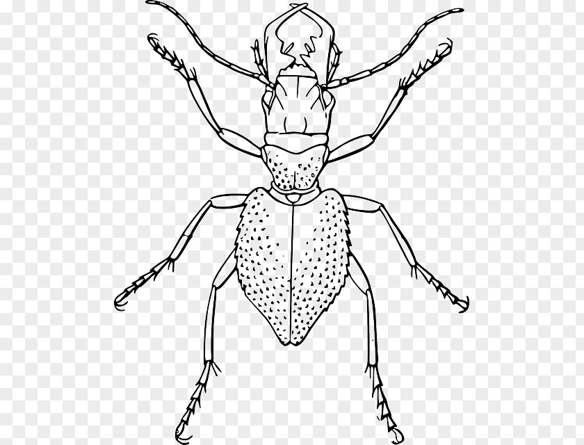 Cockroach Beetle Drawing Line Art Clip PNG