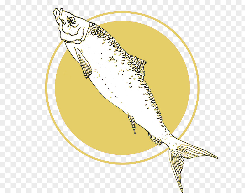 Fish Sardine PNG