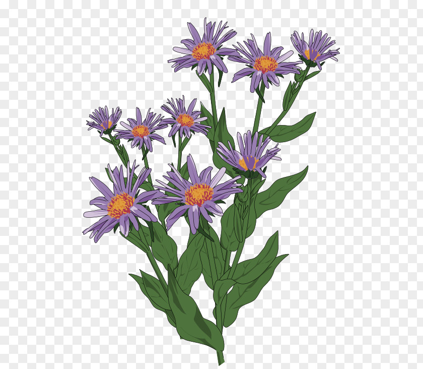 Green Wildflower Cliparts Aster Pyrenaeus Flower Clip Art PNG