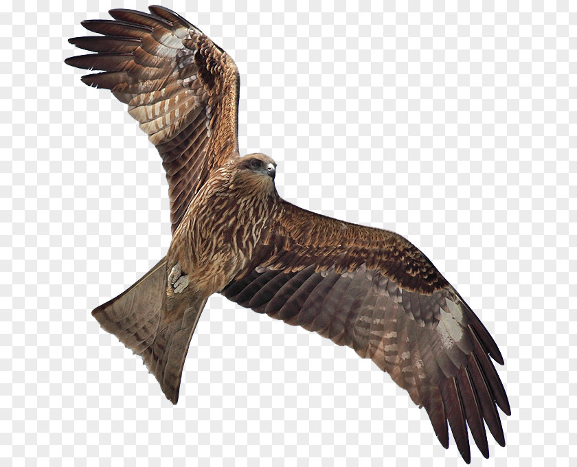 Hawk Bird Black Kite Flight Clip Art PNG